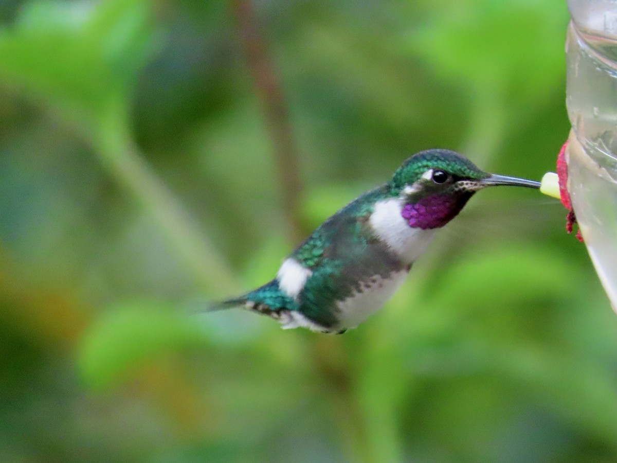 White-bellied Woodstar - Greg Vassilopoulos