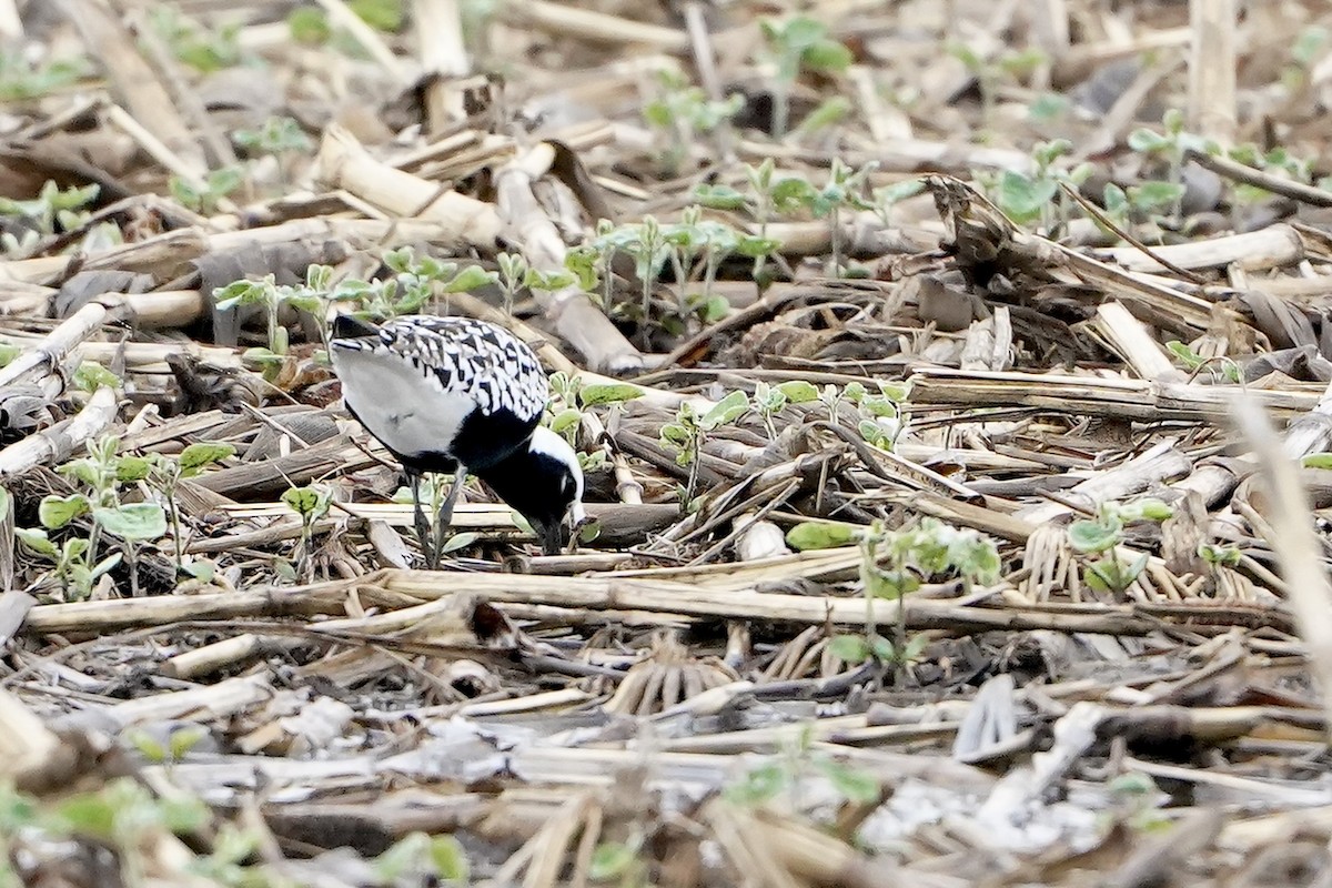 Black-bellied Plover - Lee Funderburg