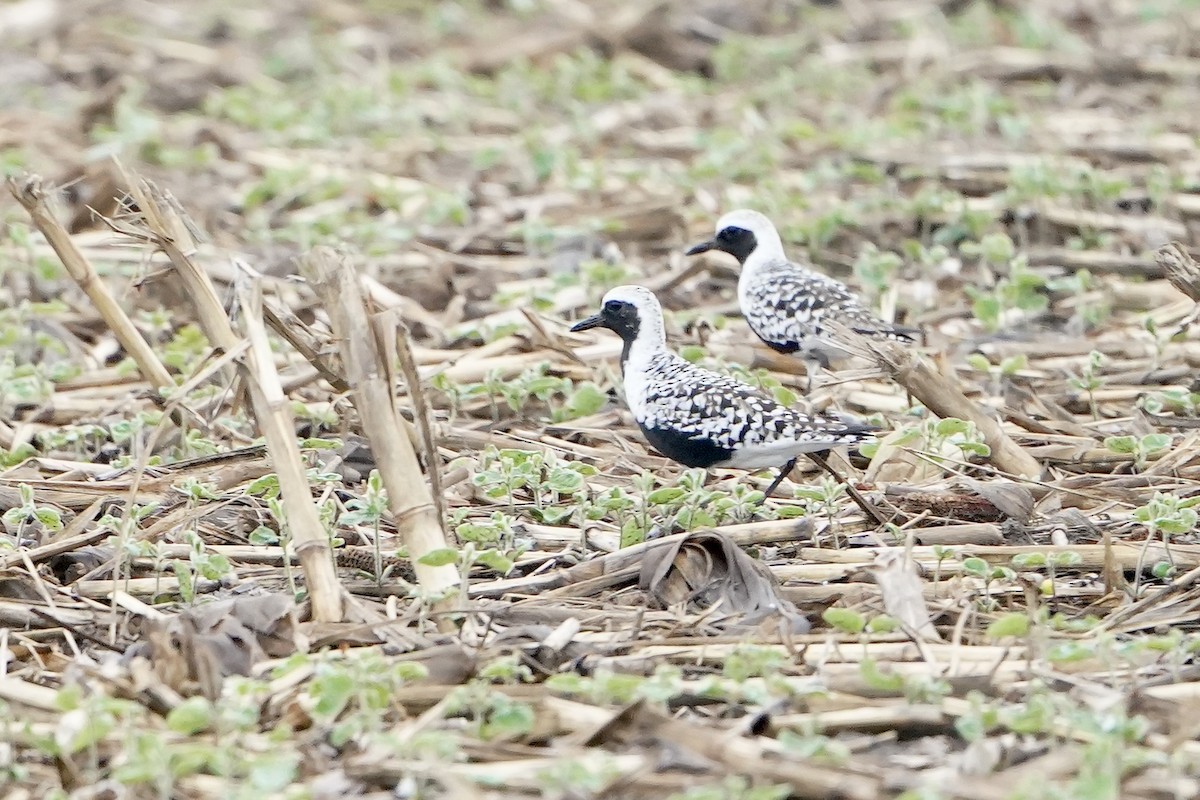 Black-bellied Plover - Lee Funderburg