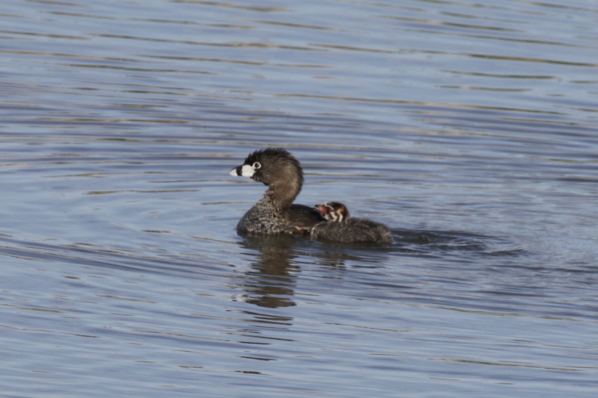 Pied-billed Grebe - Glen Chapman