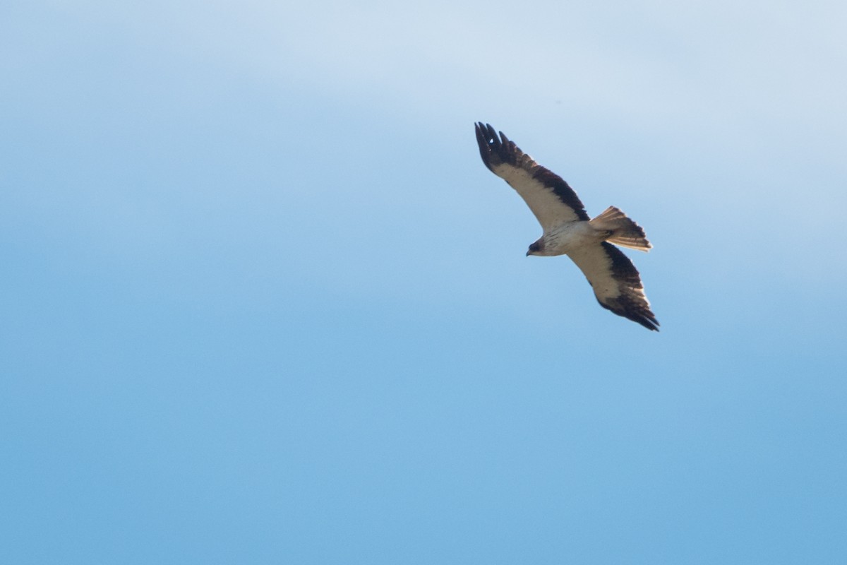 Booted Eagle - ML619222805