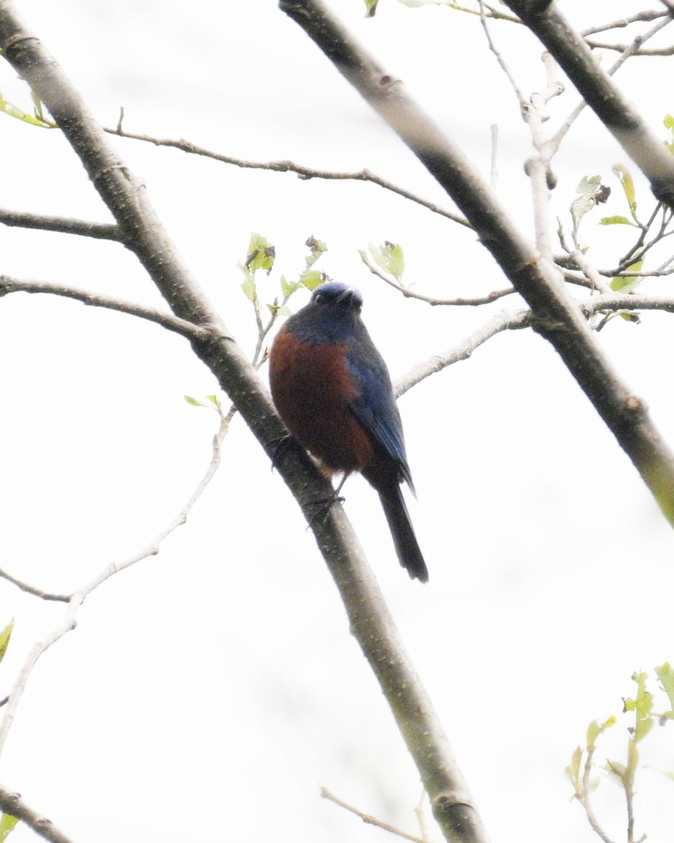 Chestnut-bellied Rock-Thrush - Partha Saradhi Allam