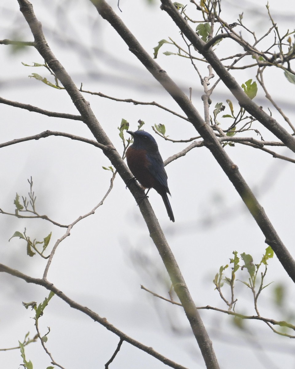 Chestnut-bellied Rock-Thrush - Partha Saradhi Allam