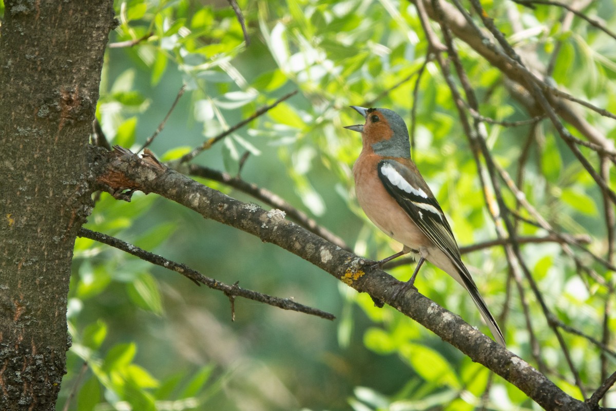 Common Chaffinch - Vicente Pantoja Maggi