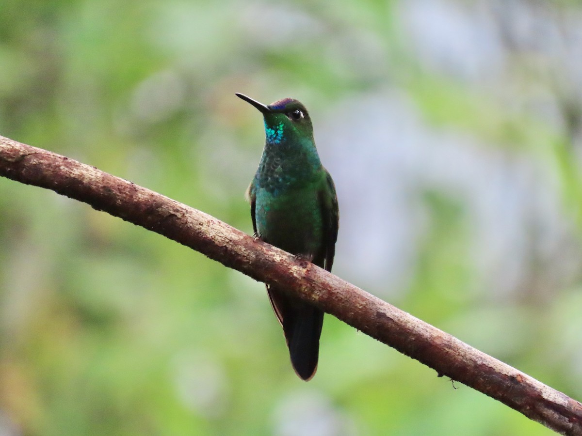 Violet-fronted Brilliant - Greg Vassilopoulos