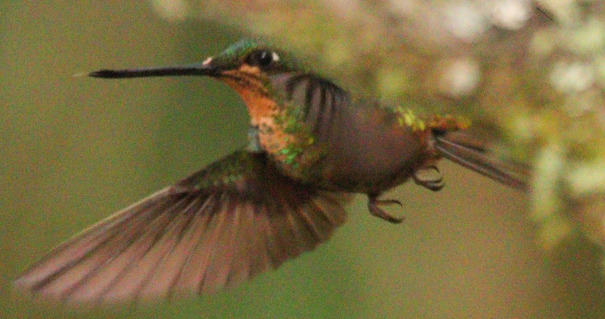 Goldbauchkolibri - ML619222851