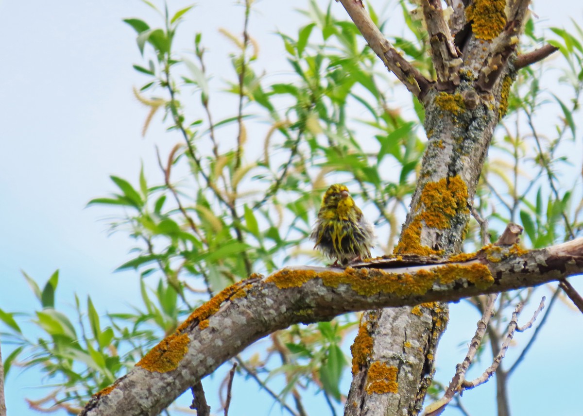 European Serin - Francisco Javier Calvo lesmes