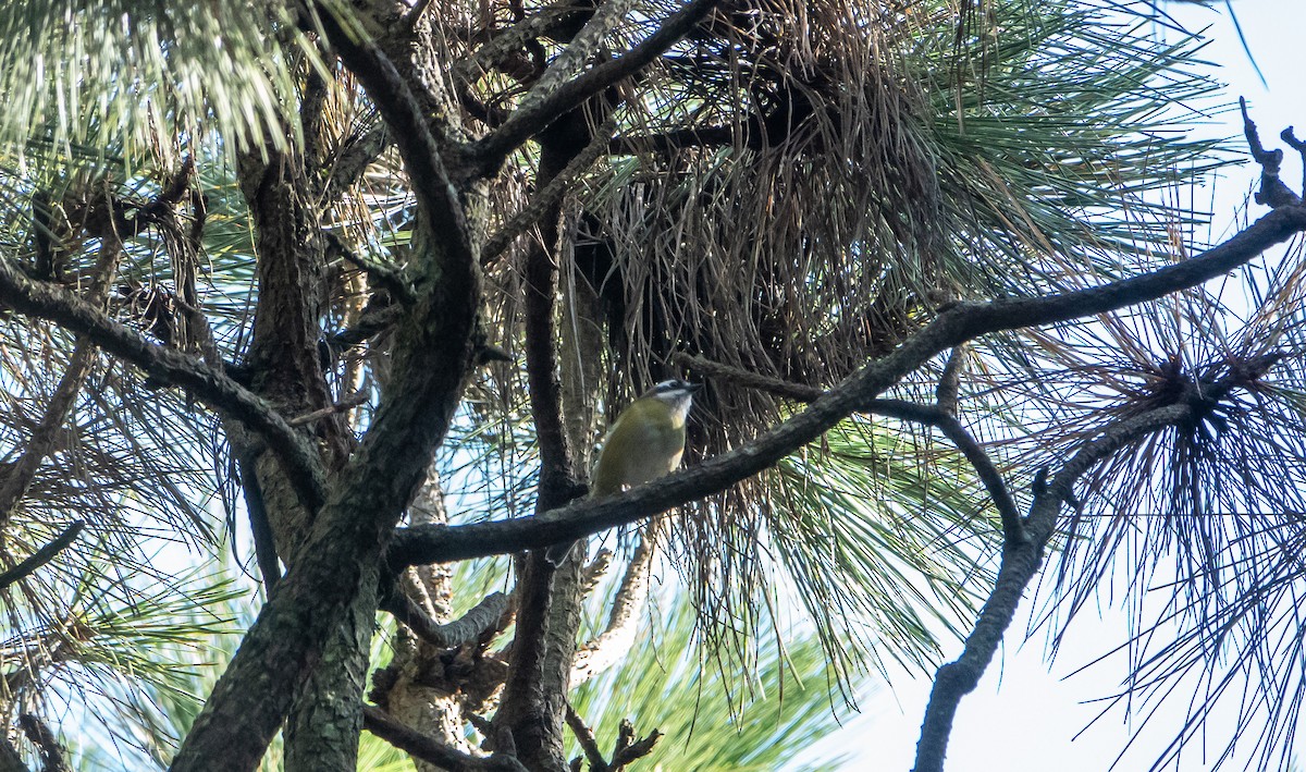 Common Chlorospingus - Laura Voight