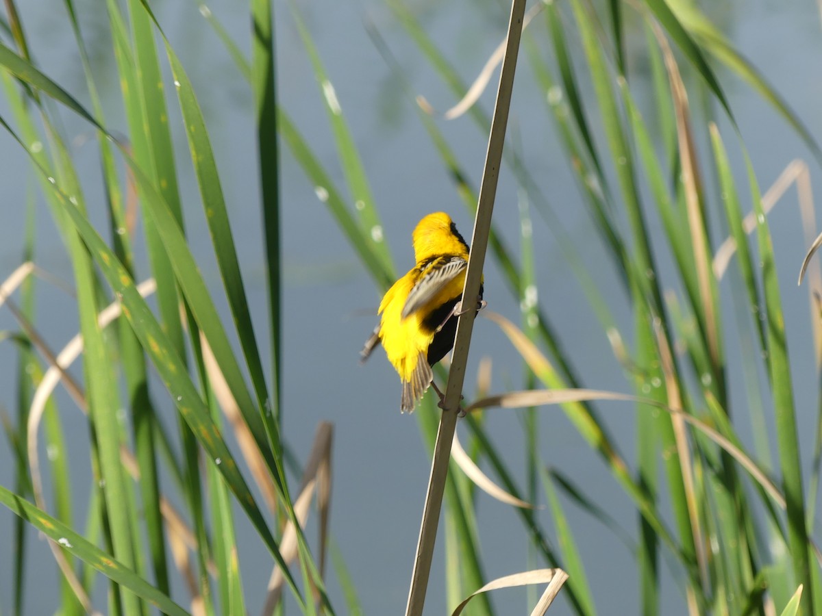 Yellow-crowned Bishop - ML619222886