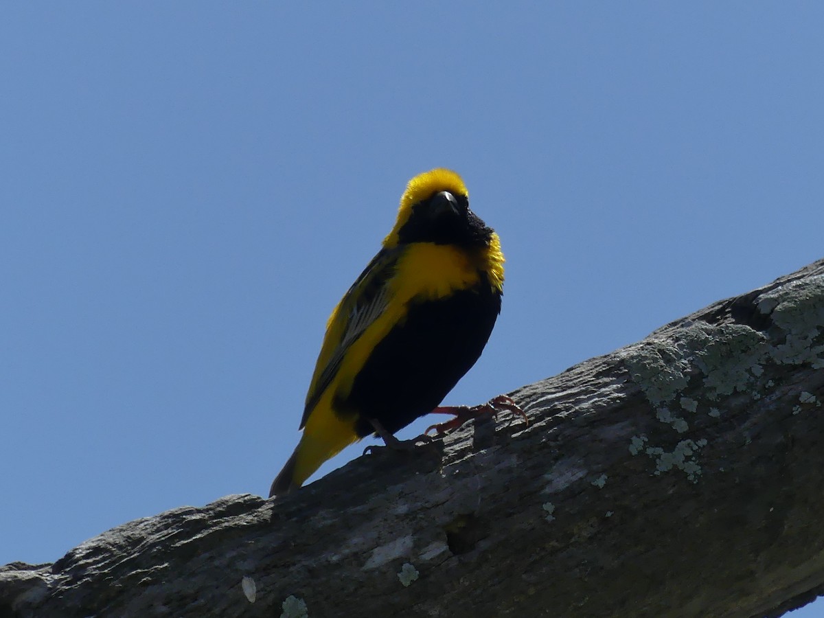 Yellow-crowned Bishop - ML619222887