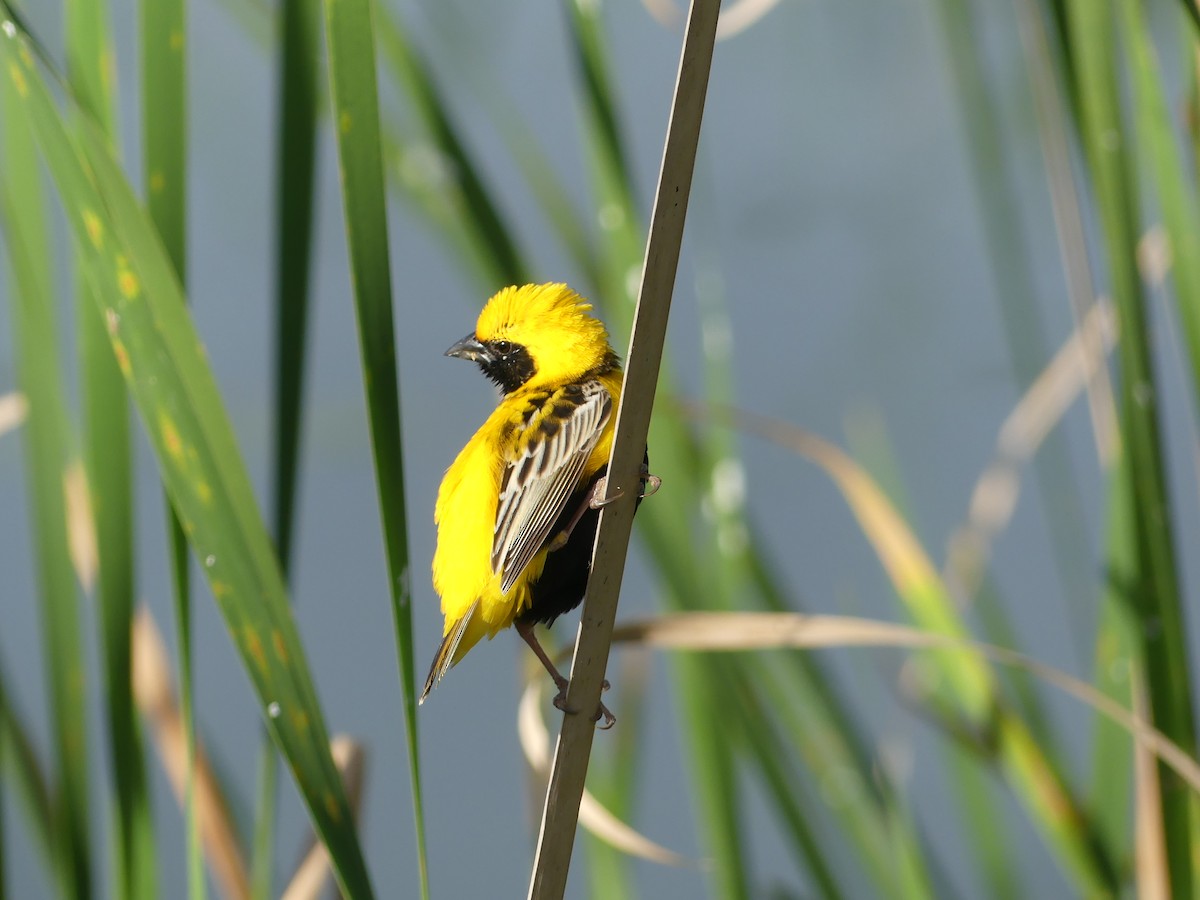 Yellow-crowned Bishop - Paul Strong
