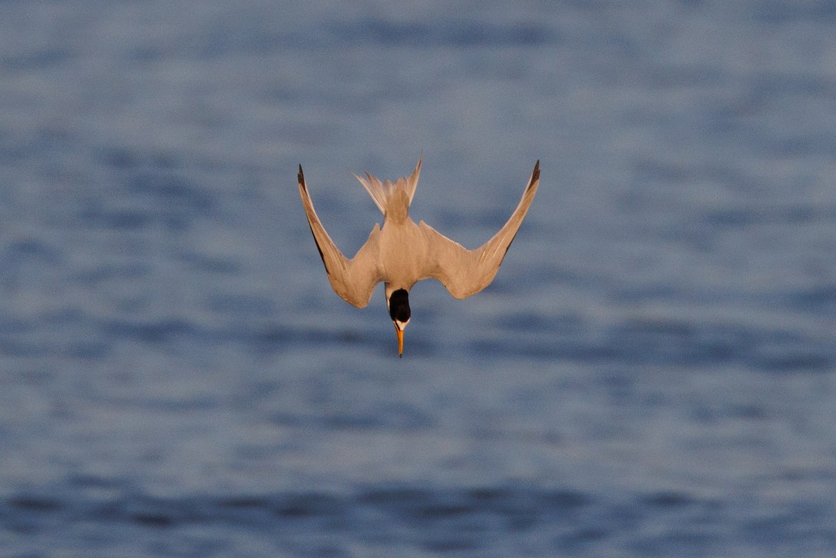 Forster's Tern - ML619222890