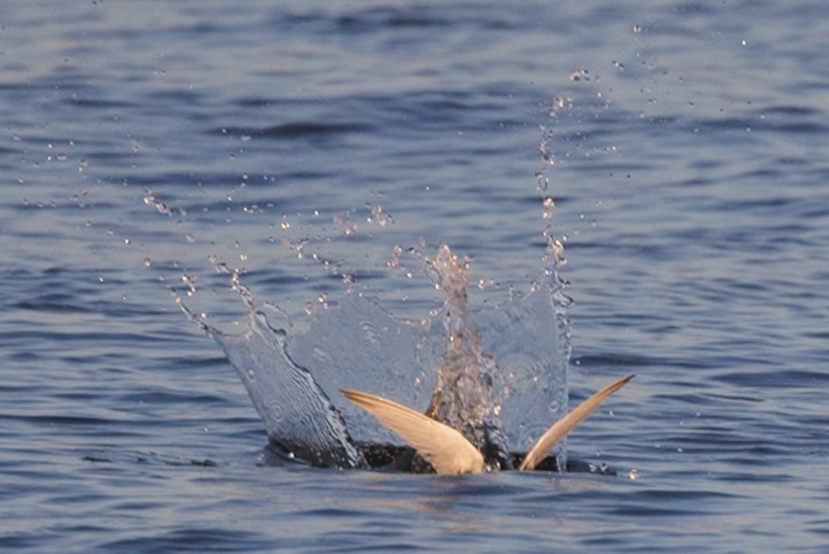 Forster's Tern - ML619222892