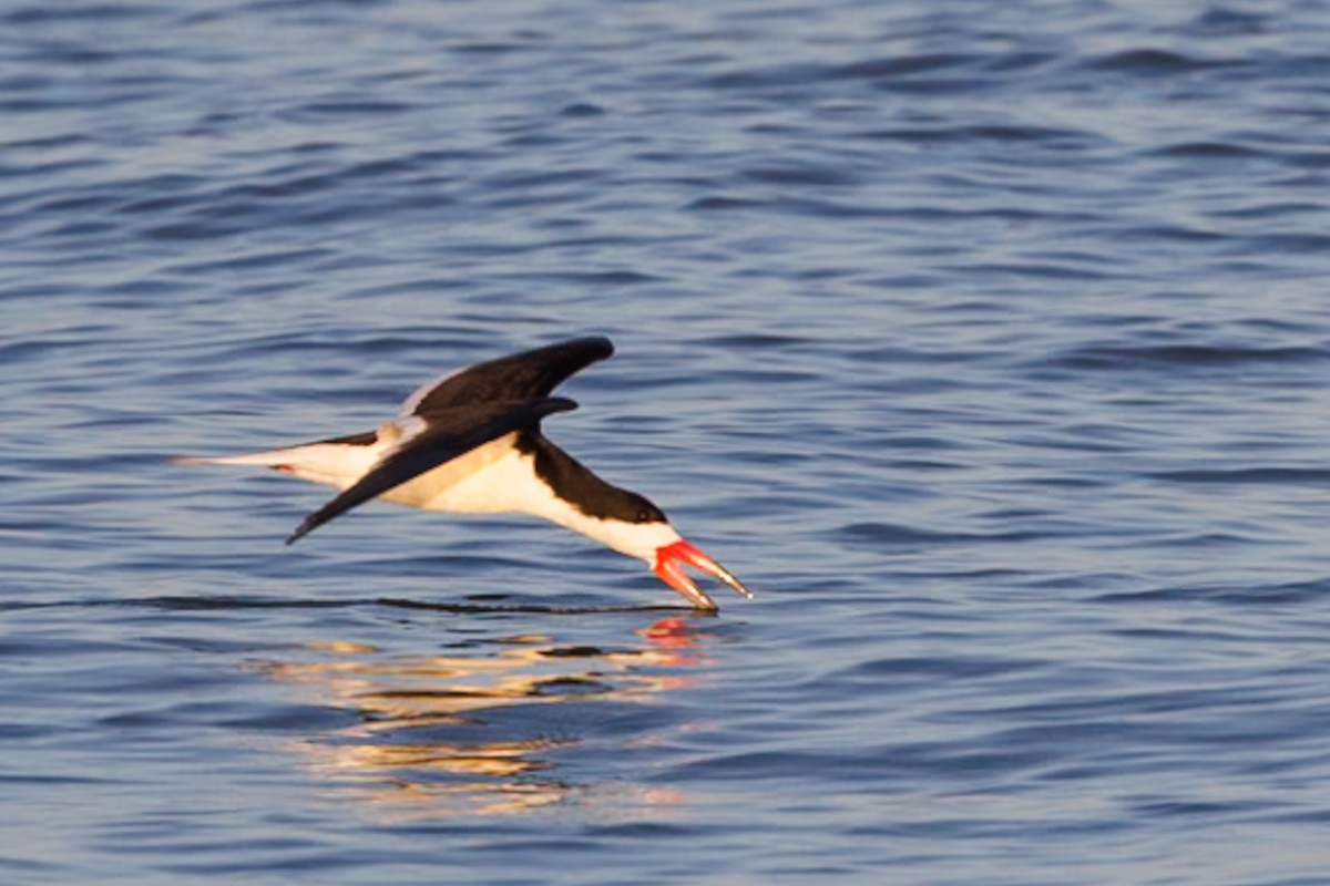 Black Skimmer - Robert Lawshe