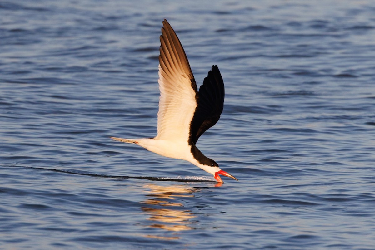 Black Skimmer - Robert Lawshe