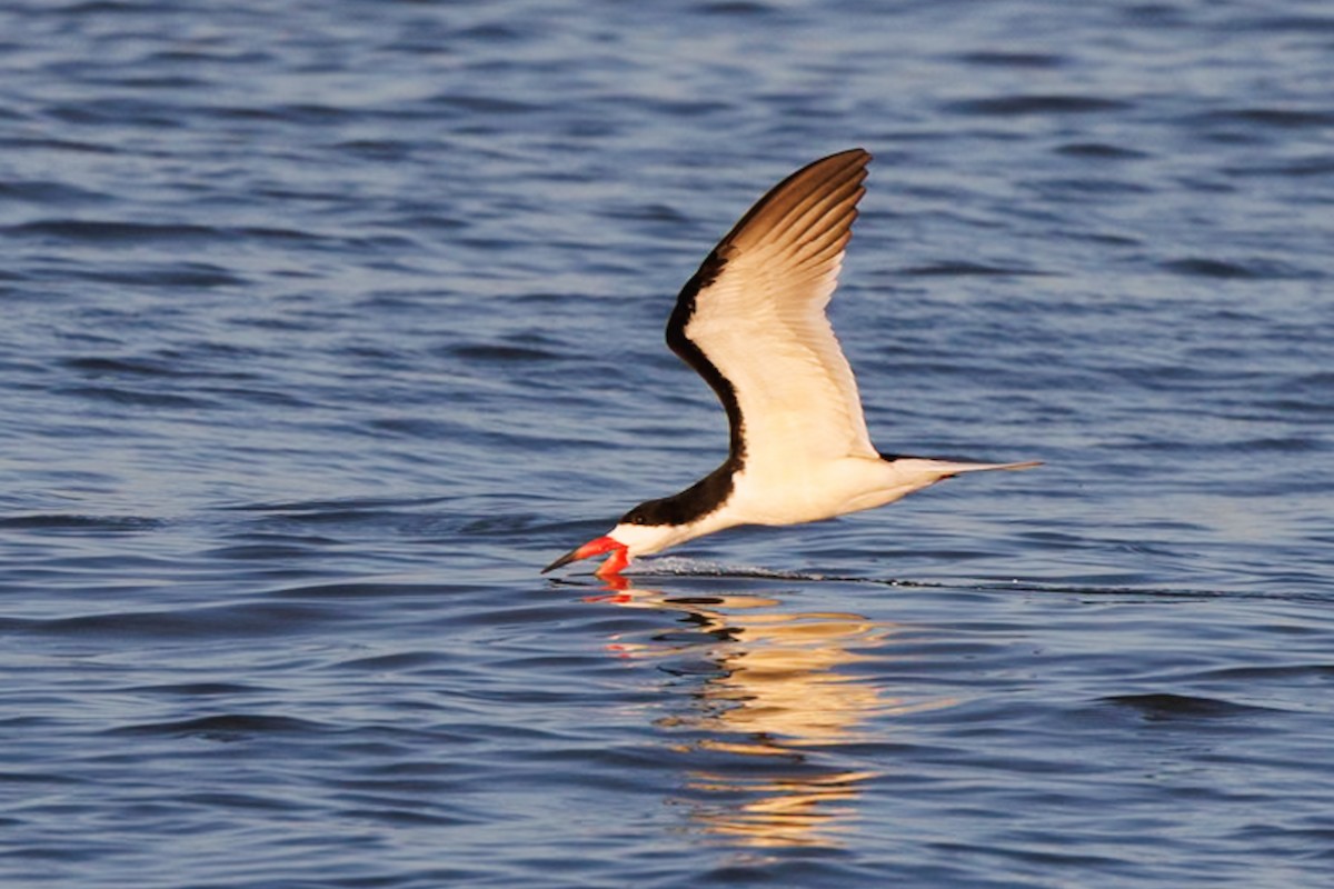 Black Skimmer - ML619222912