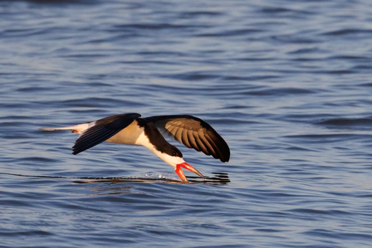 Black Skimmer - Robert Lawshe