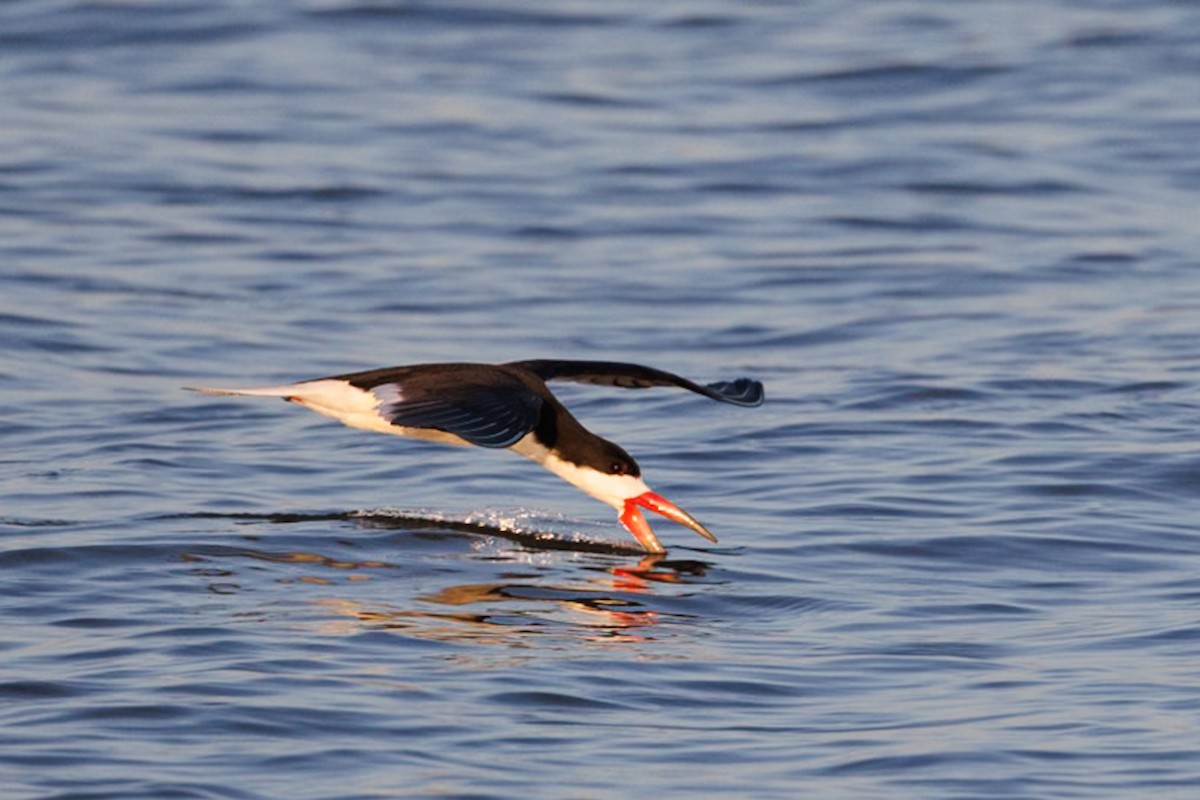 Black Skimmer - Robert Lawshe