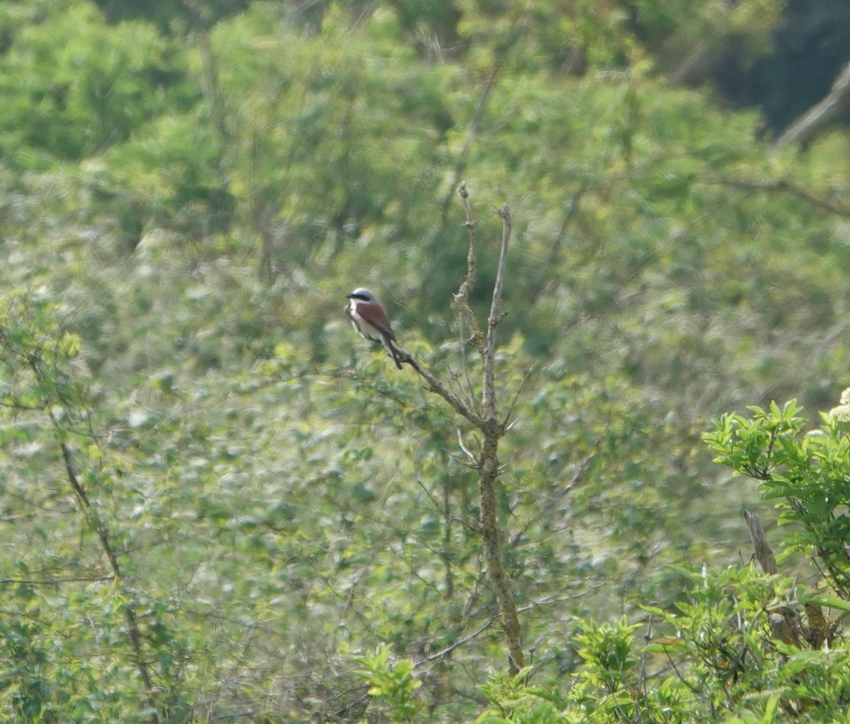 Red-backed Shrike - Phil Hyde