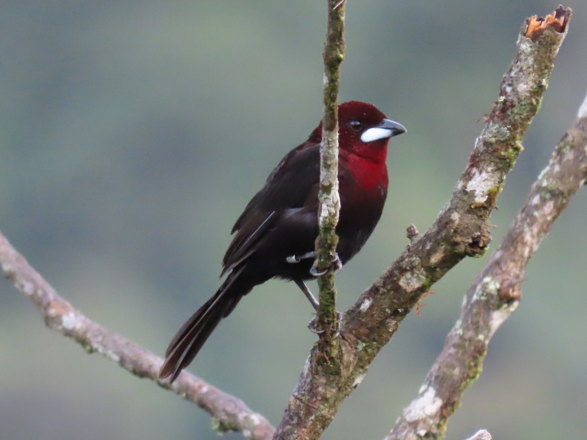 Silver-beaked Tanager - Greg Vassilopoulos