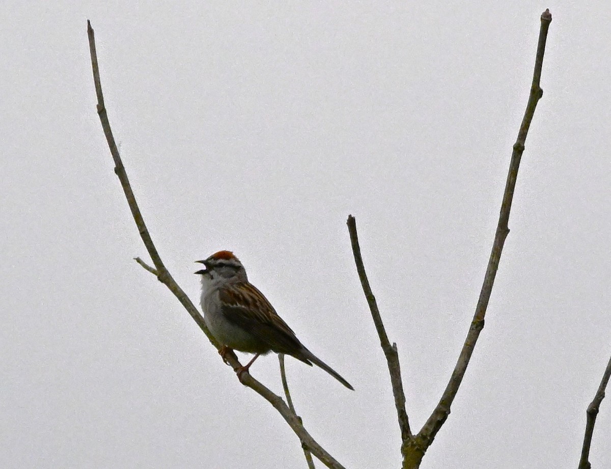 Chipping Sparrow - ML619222937