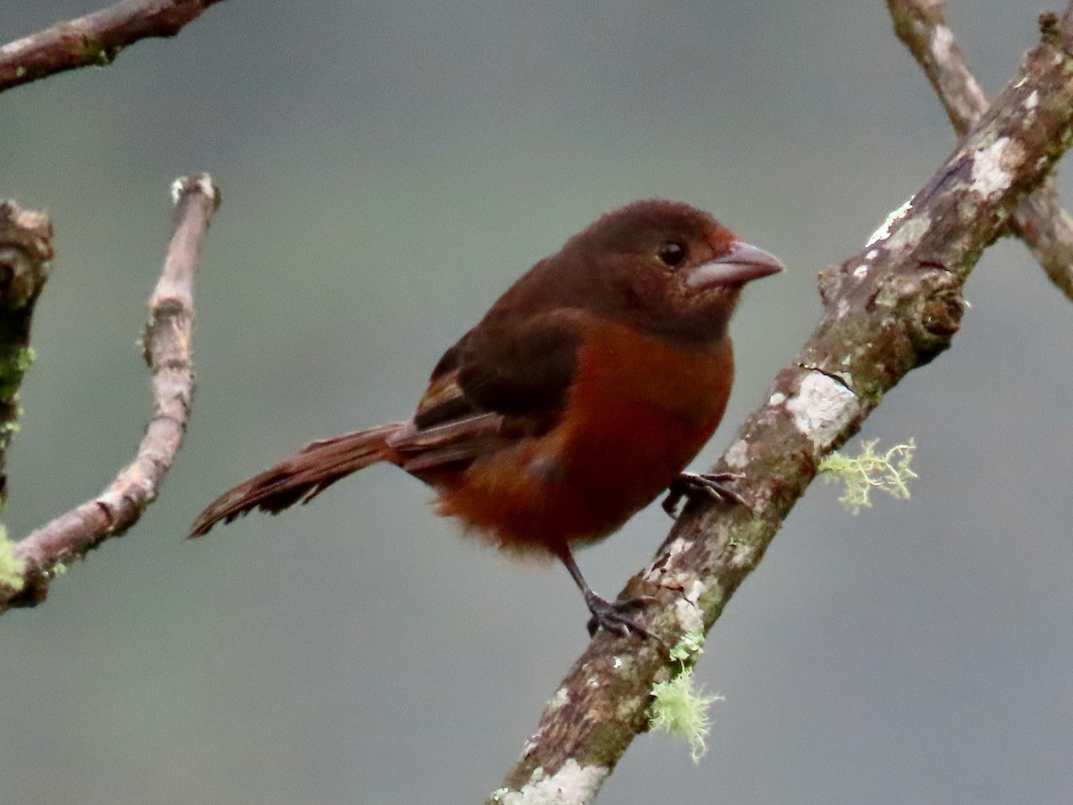 Silver-beaked Tanager - Greg Vassilopoulos