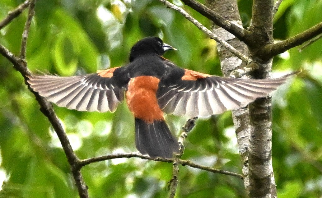 Orchard Oriole - ML619222945