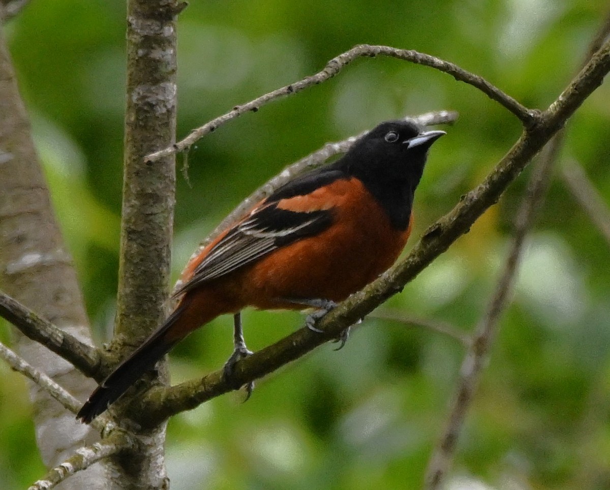 Orchard Oriole - ML619222947