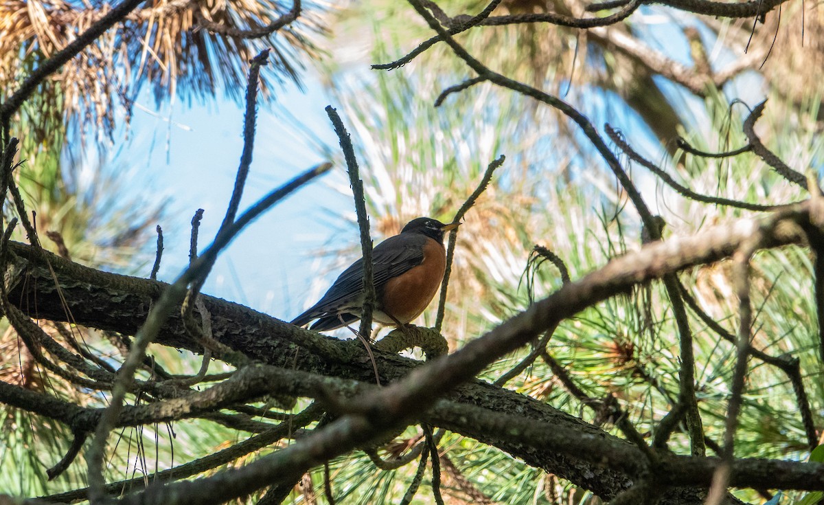 American Robin - ML619222969