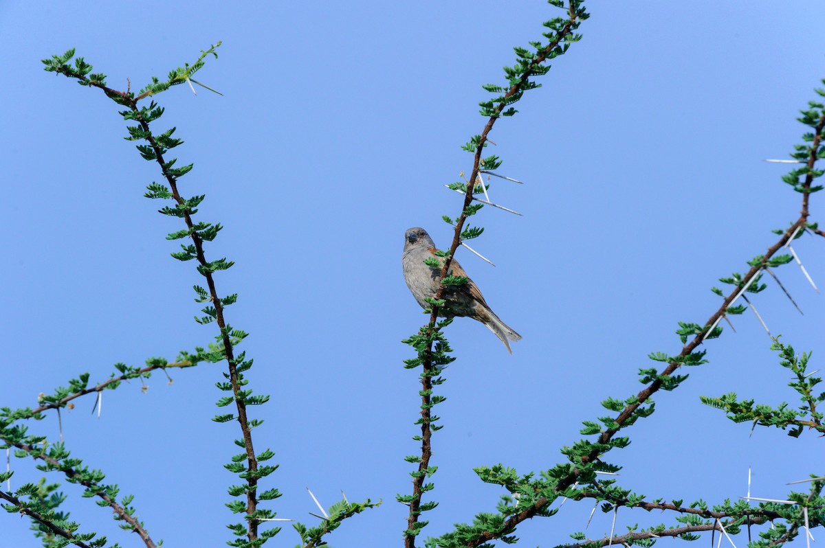 Parrot-billed Sparrow - Prashant Tewari