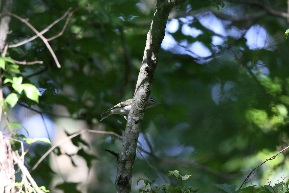 Red-eyed Vireo - ML619222972