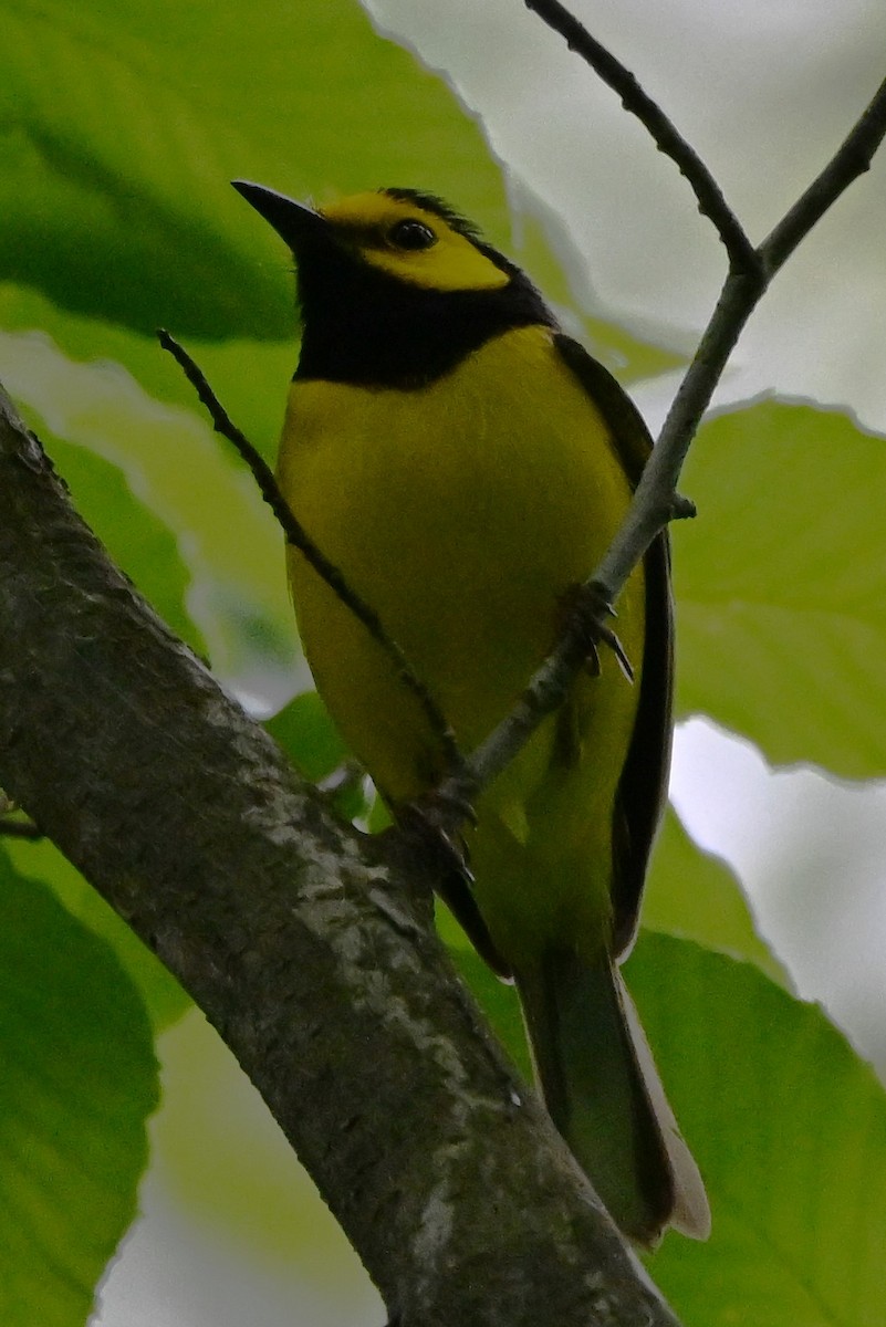 Hooded Warbler - ML619222973