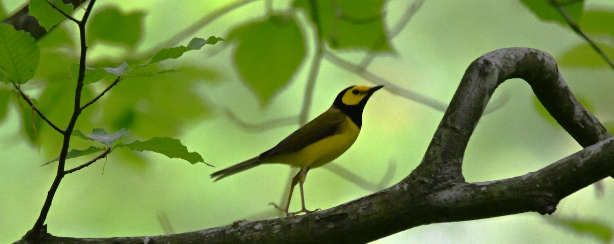 Hooded Warbler - ML619222974