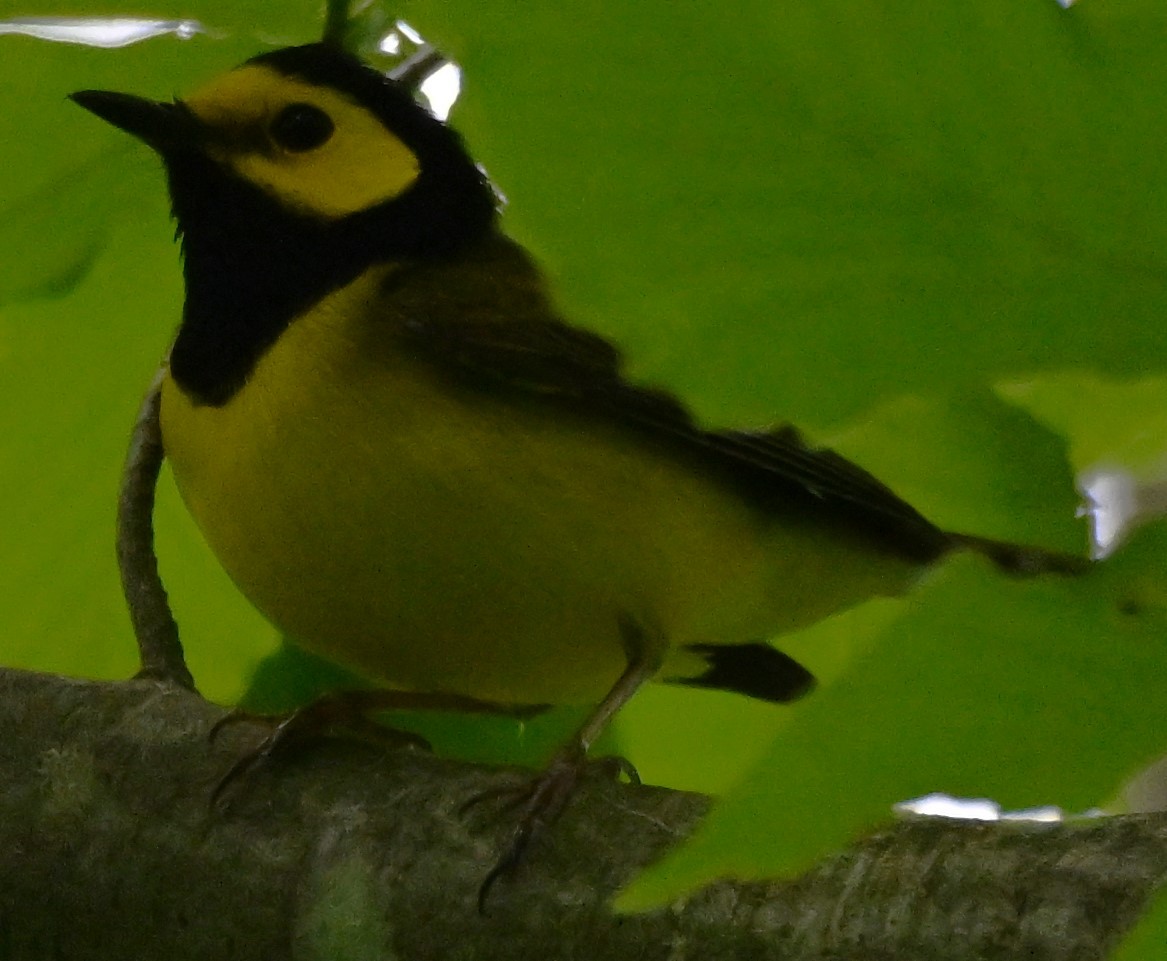Hooded Warbler - ML619222975