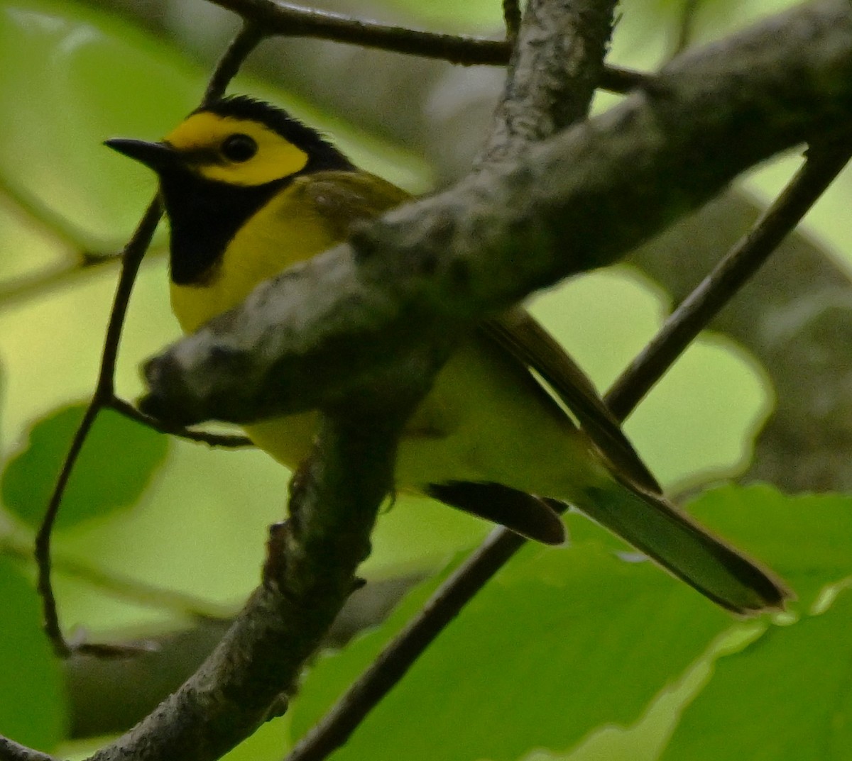 Hooded Warbler - ML619222976