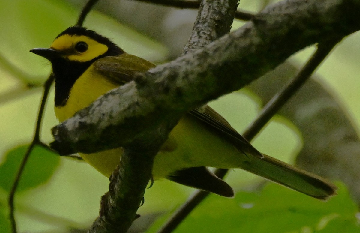 Hooded Warbler - ML619222977
