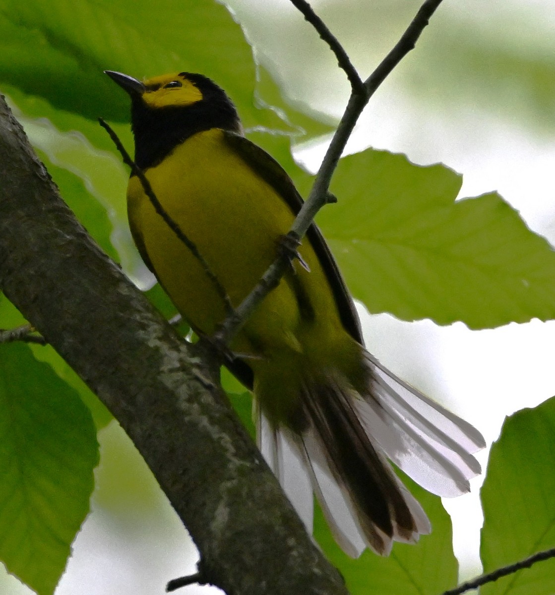 Hooded Warbler - ML619222978