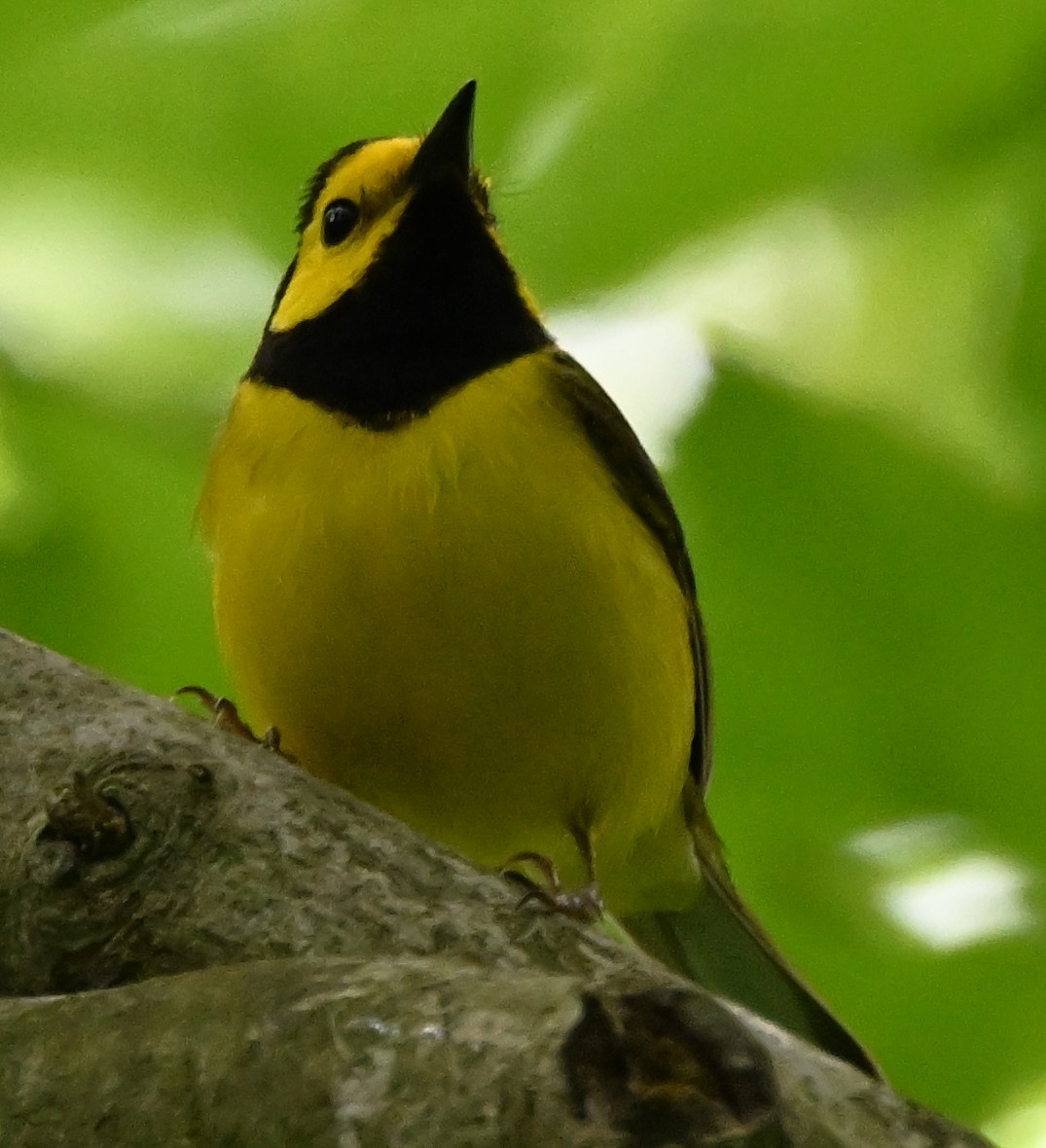 Hooded Warbler - ML619222979