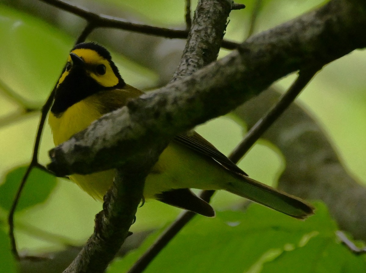Hooded Warbler - ML619222980