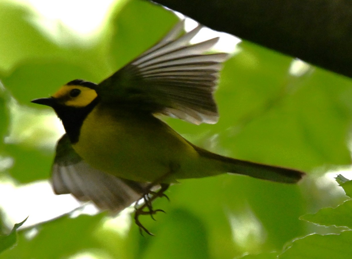 Hooded Warbler - ML619222981