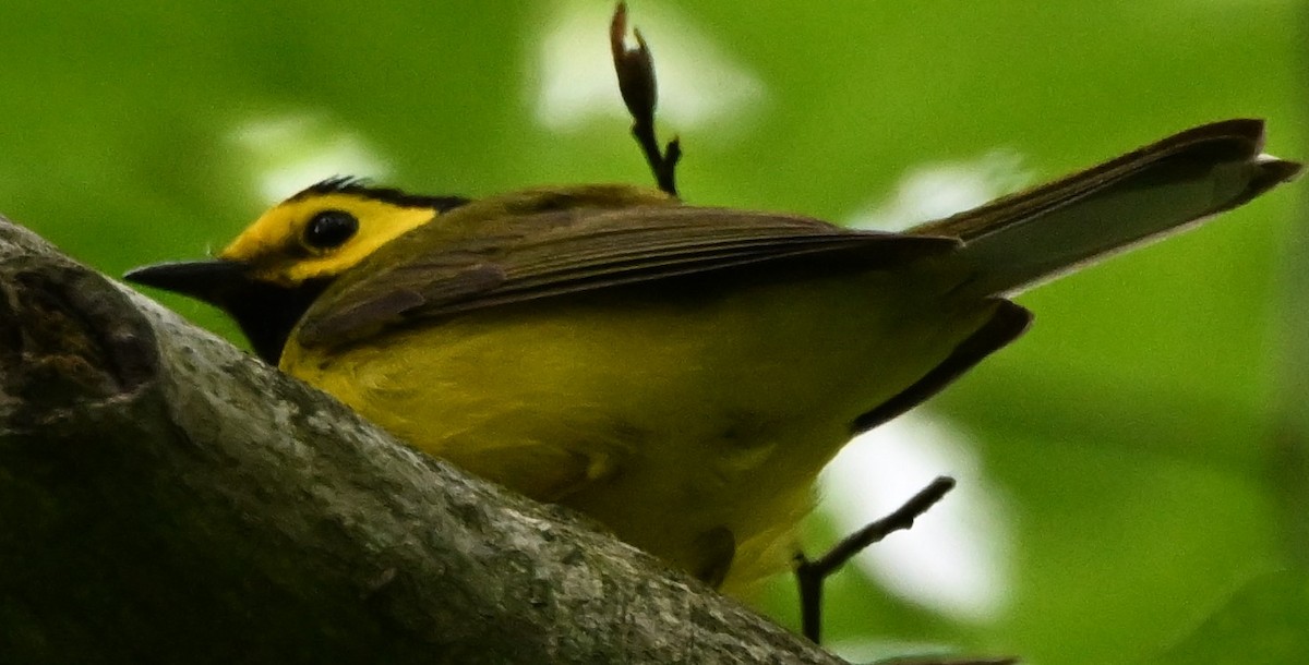Hooded Warbler - ML619222982