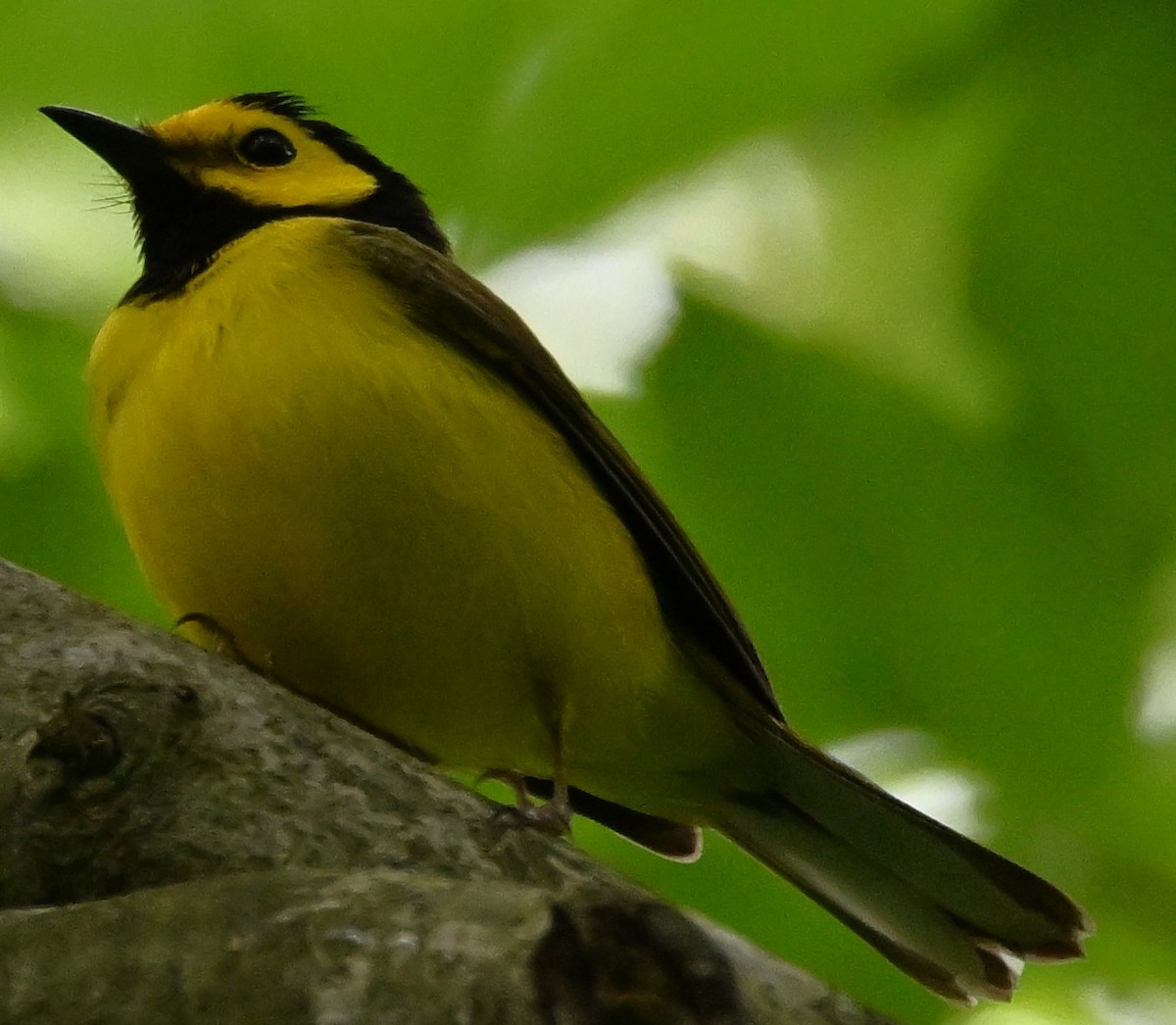 Hooded Warbler - ML619222983