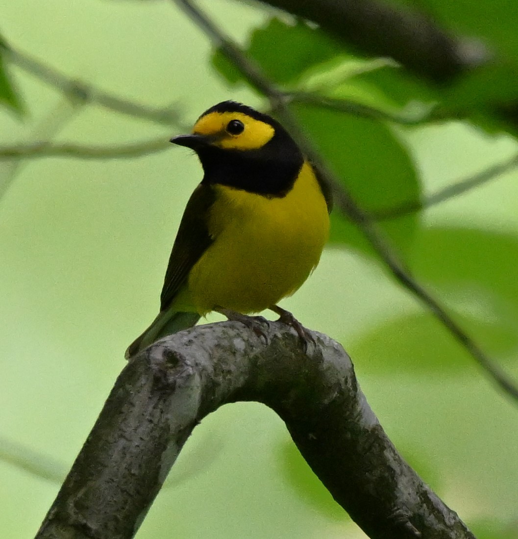 Hooded Warbler - ML619222984