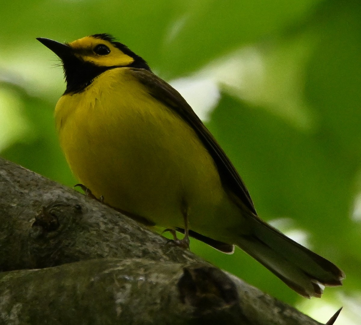 Hooded Warbler - ML619222985