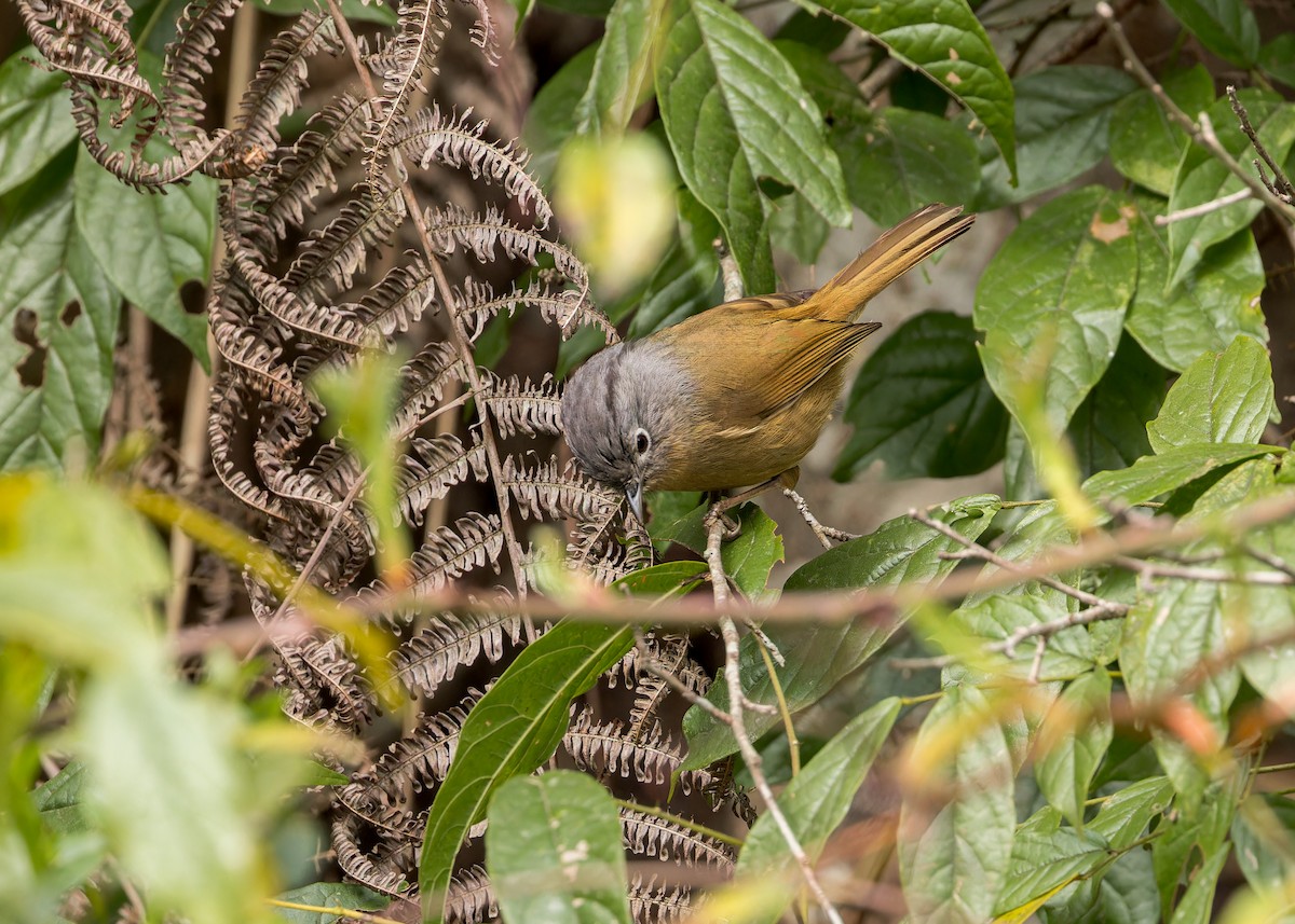 Yunnan Fulvetta - Ma Yan Bryant