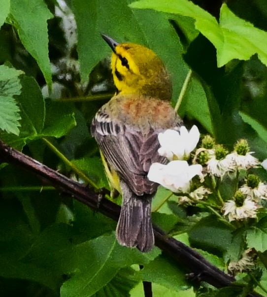 Prairie Warbler - ML619222994