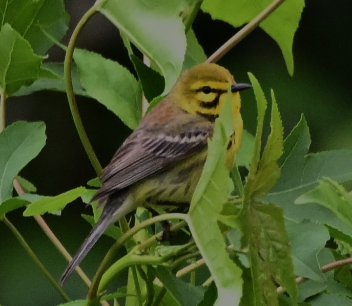 Prairie Warbler - ML619222995