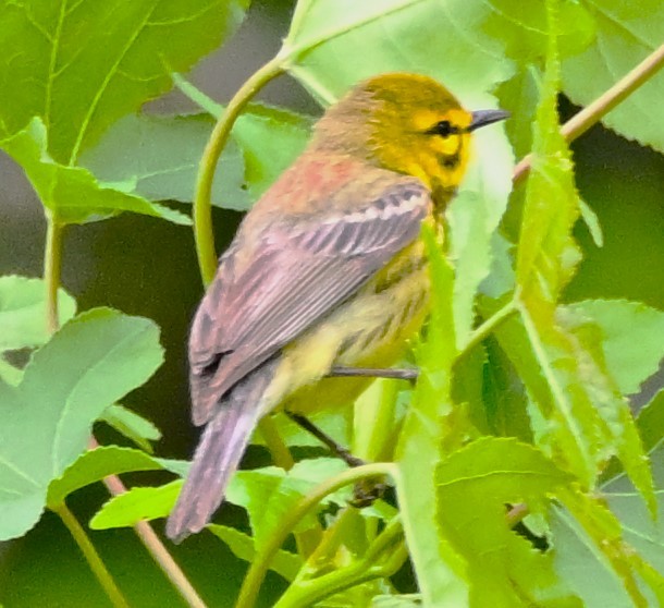 Prairie Warbler - ML619222999