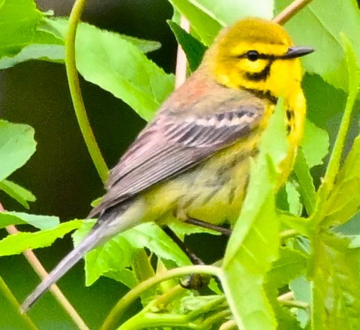 Prairie Warbler - DAVID VIERLING