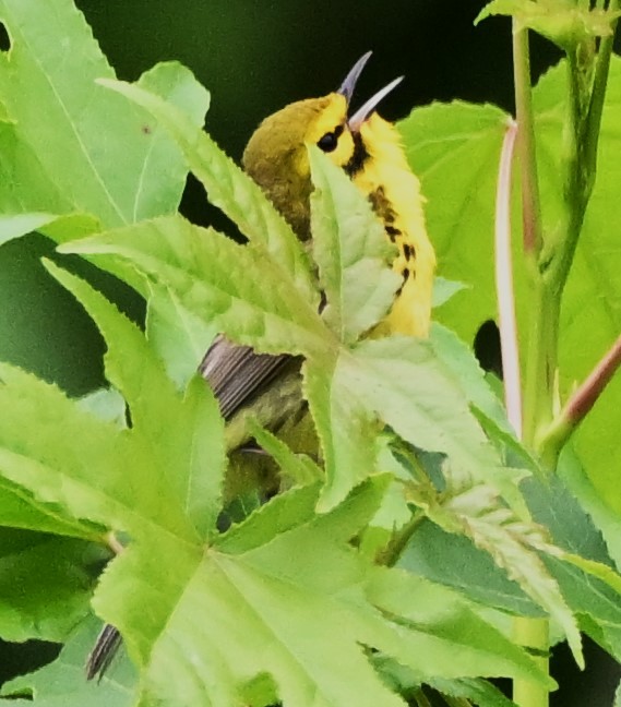 Prairie Warbler - DAVID VIERLING